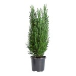 Κυπαρίσσι Ελγούντι (Chamaecyparis lawsoniana 'Ellwoodii')