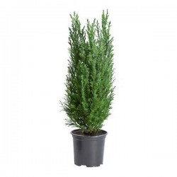 Κυπαρίσσι Ελγούντι (Chamaecyparis lawsoniana 'Ellwoodii')
