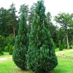 Κυπαρίσσι Ελγούντι (Chamaecyparis lawsoniana 'Ellwoodii')