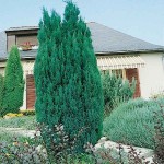 Κυπαρίσσι Ελγούντι (Chamaecyparis lawsoniana 'Ellwoodii')