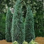Κυπαρίσσι Ελγούντι (Chamaecyparis lawsoniana 'Ellwoodii')