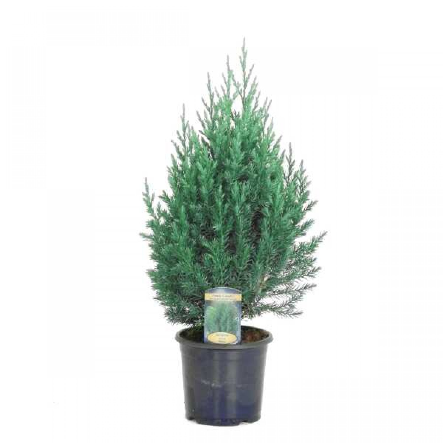 Chinese Juniper 'Stricta' (Juniperus chinensis 'Stricta')
