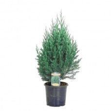 Ορθόκλαδος Γιουνίπερος Στρίκτα (Juniperus chinensis 'Stricta')