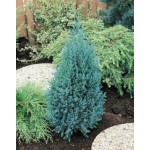 Chinese Juniper 'Stricta' (Juniperus chinensis 'Stricta')