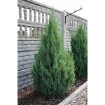 Chinese Juniper 'Stricta' (Juniperus chinensis 'Stricta')