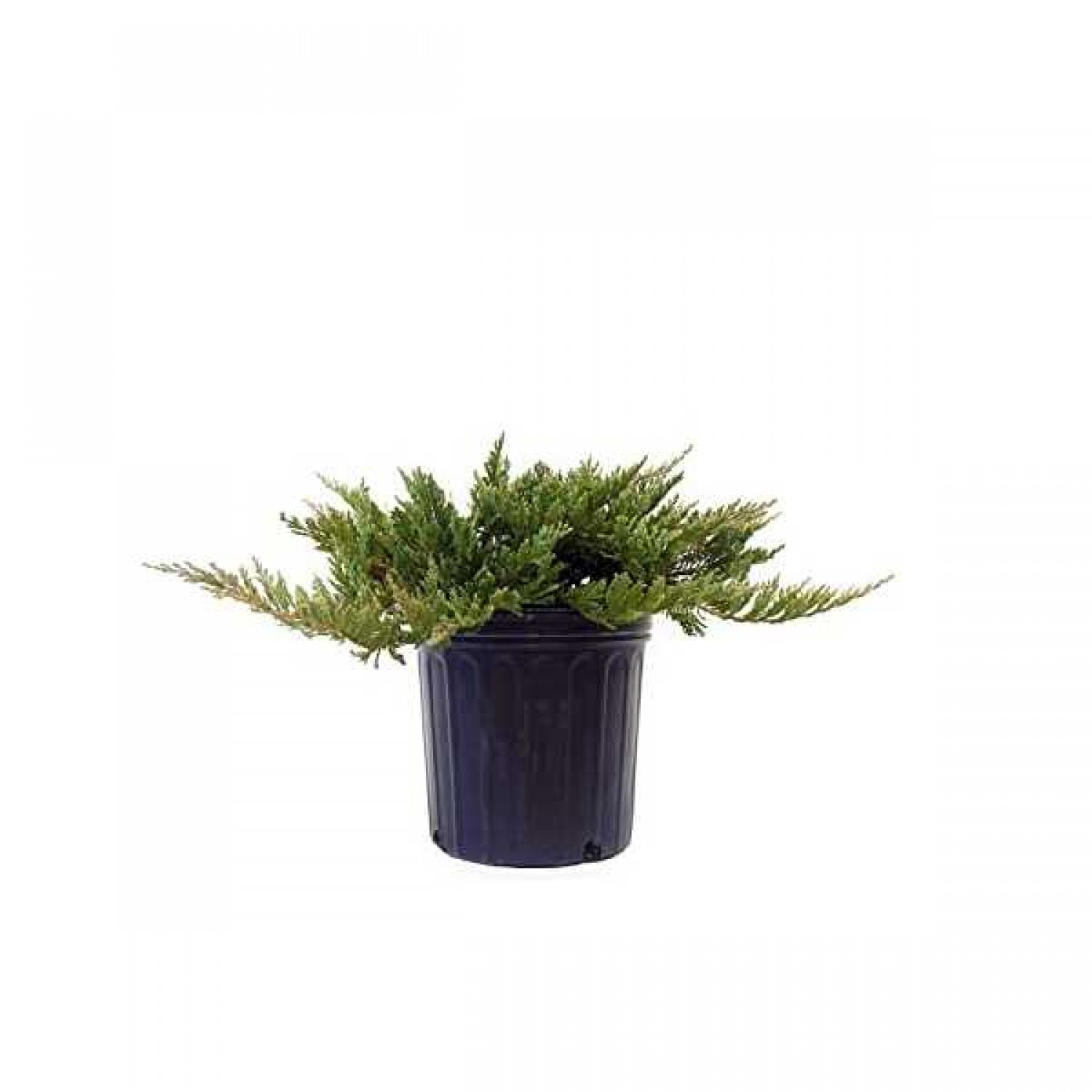 Creeping Juniper (Juniperus horizontalis)