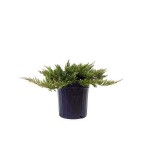 Creeping Juniper (Juniperus horizontalis)