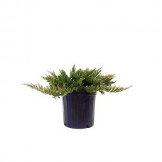 Γιουνίπερος Οριζοντιόκλαδος (Juniperus horizontalis)