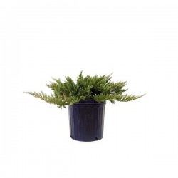 Γιουνίπερος Οριζοντιόκλαδος (Juniperus horizontalis)