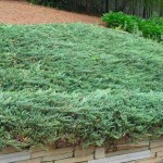 Creeping Juniper (Juniperus horizontalis)