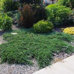 Creeping Juniper (Juniperus horizontalis)