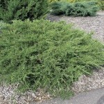 Γιουνίπερος Έρπων Πφιτζεριάνα (Juniperus x pfitzeriana)