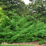 Γιουνίπερος Έρπων Πφιτζεριάνα (Juniperus x pfitzeriana)