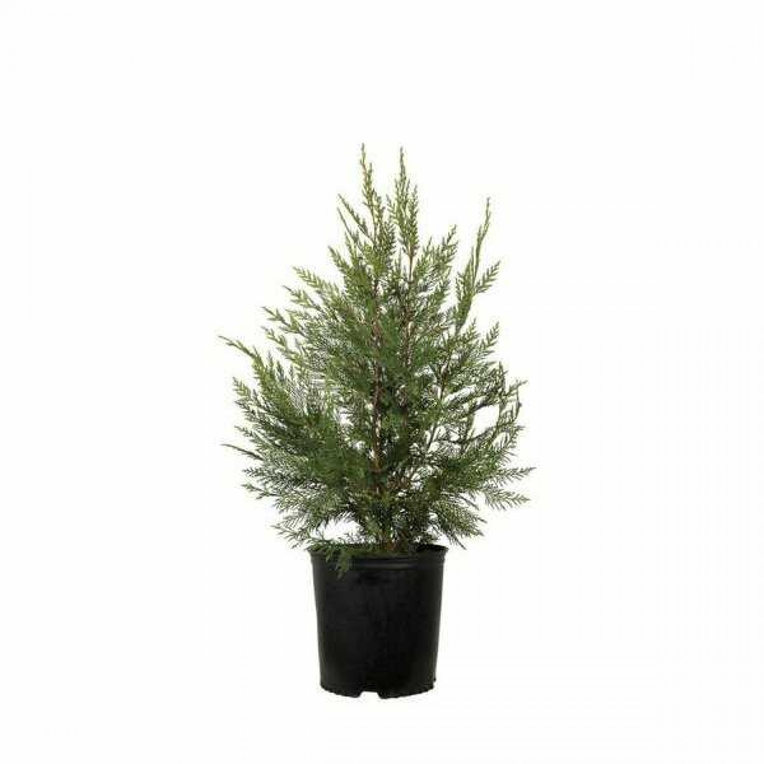Κυπαρίσσι Οριζοντιόκλαδο (Cupressus sempervirens var. horizontalis)