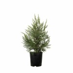 Κυπαρίσσι Οριζοντιόκλαδο (Cupressus sempervirens var. horizontalis)