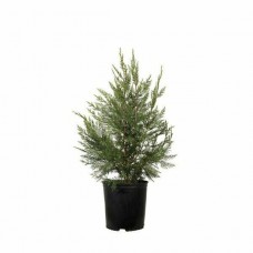 Κυπαρίσσι Οριζοντιόκλαδο (Cupressus sempervirens var. horizontalis)