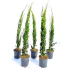 Κυπαρίσσι Οριζοντιόκλαδο (Cupressus sempervirens var. horizontalis)