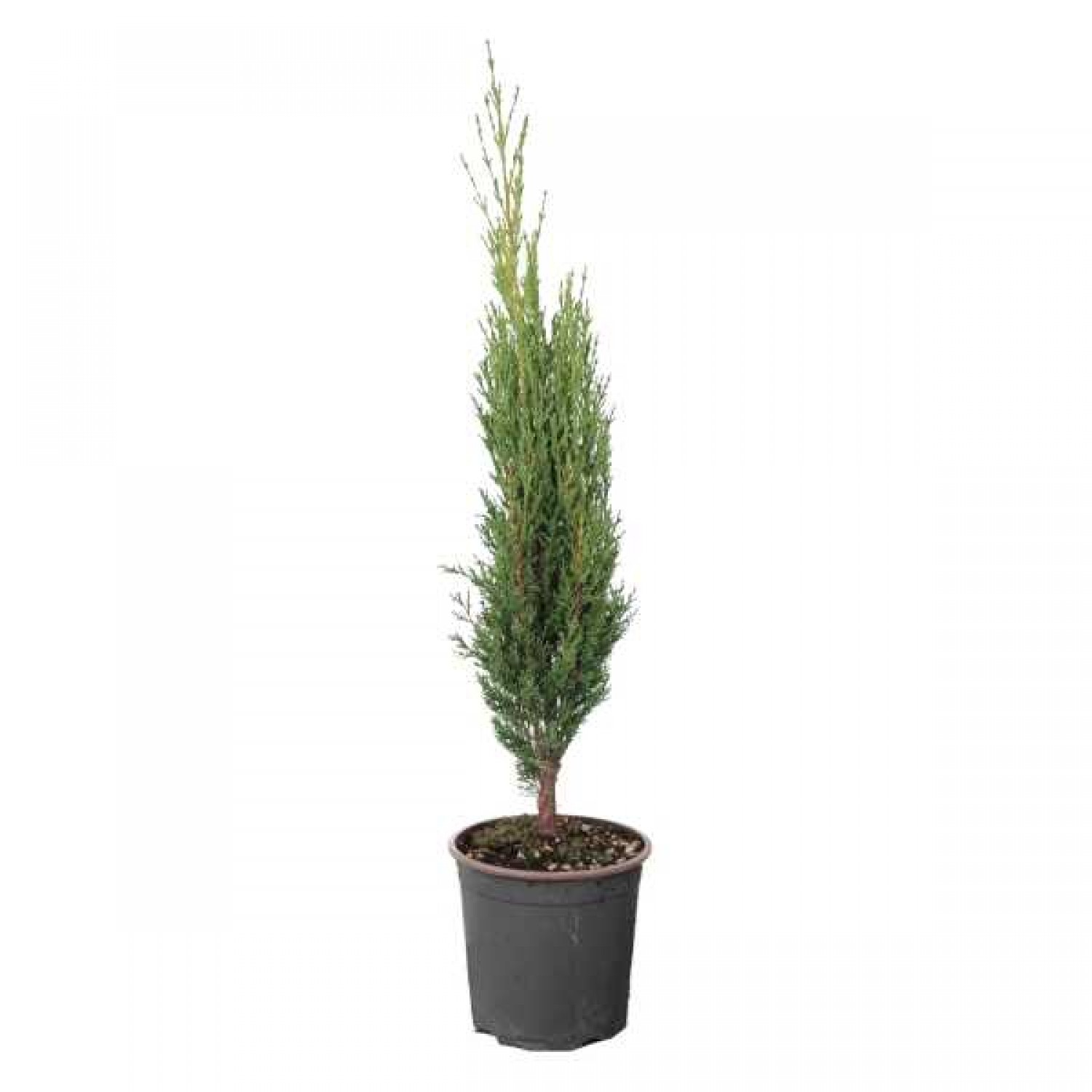 Ορθόκλαδο Κυπαρίσσι (Cupressus sempervirens var. pyramidalis)