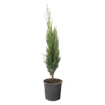Ορθόκλαδο Κυπαρίσσι (Cupressus sempervirens var. pyramidalis)