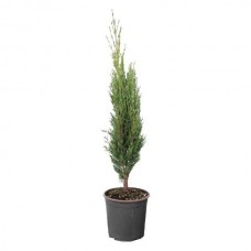 Ορθόκλαδο Κυπαρίσσι (Cupressus sempervirens var. pyramidalis)