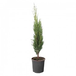 Ορθόκλαδο Κυπαρίσσι (Cupressus sempervirens var. pyramidalis)