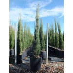 Ορθόκλαδο Κυπαρίσσι (Cupressus sempervirens var. pyramidalis)