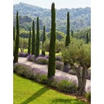 Ορθόκλαδο Κυπαρίσσι (Cupressus sempervirens var. pyramidalis)