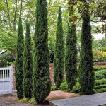 Ορθόκλαδο Κυπαρίσσι (Cupressus sempervirens var. pyramidalis)