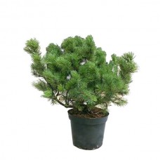 Πεύκα Μούγκο (Pinus mugo)