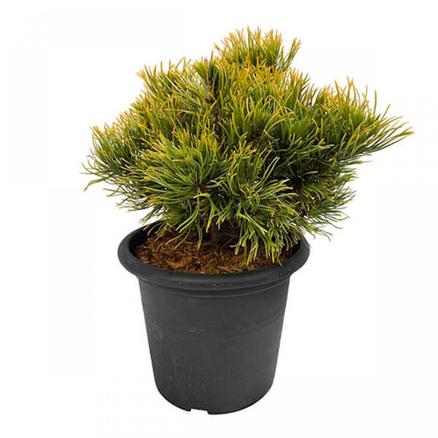 Pinus mugo 'Winter Gold' (Dwarf Mountain Pine)