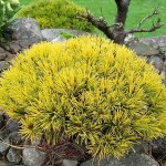 Pinus mugo 'Winter Gold' (Dwarf Mountain Pine)