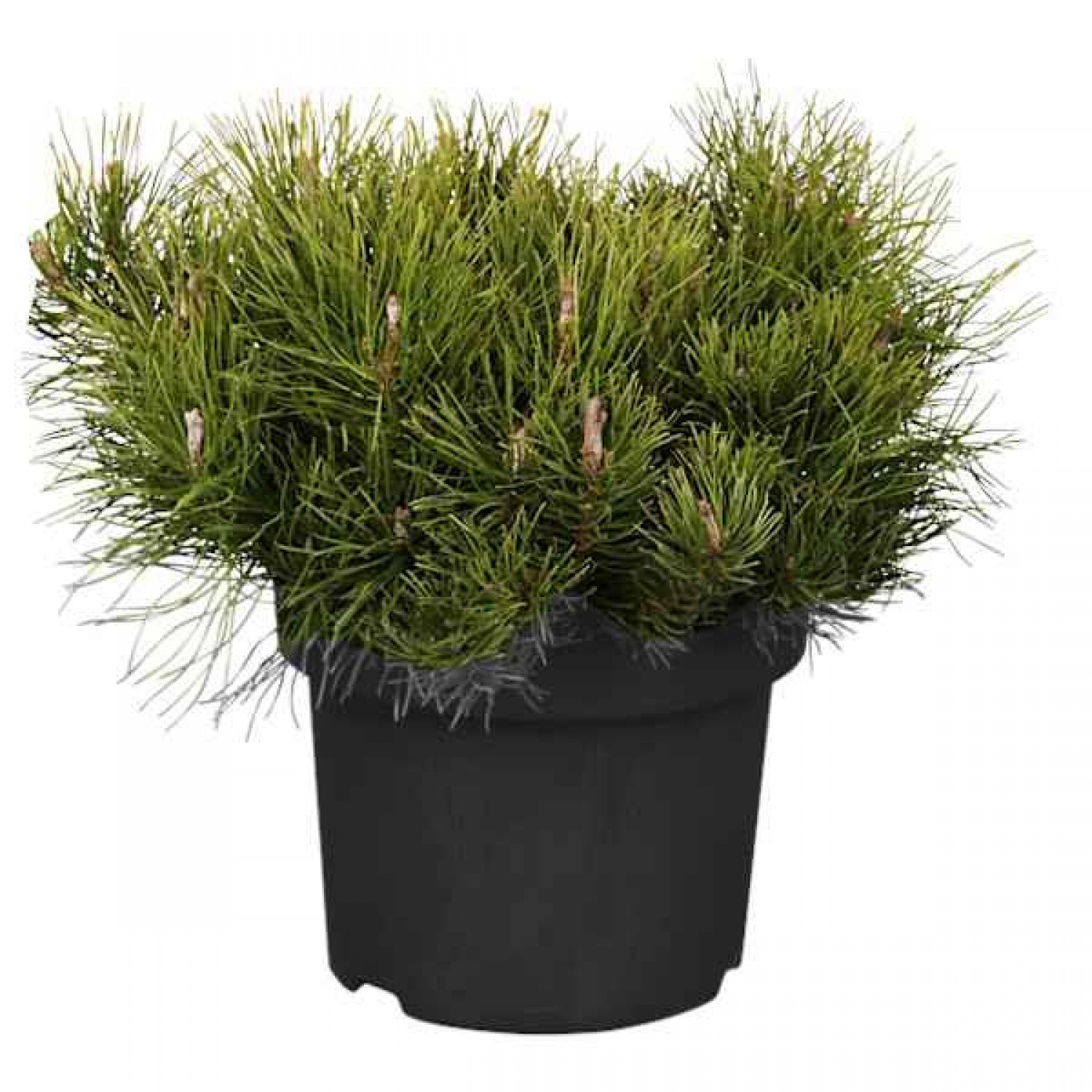 Πεύκο Μούγκο Μούγκους-Νάνο Πεύκο (Pinus mugo 'Mughus')