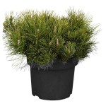 Πεύκο Μούγκο Μούγκους-Νάνο Πεύκο (Pinus mugo 'Mughus')