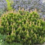 Πεύκο Μούγκο Μούγκους-Νάνο Πεύκο (Pinus mugo 'Mughus')