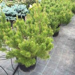 Πεύκο Μούγκο Μούγκους-Νάνο Πεύκο (Pinus mugo 'Mughus')