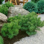 Πεύκο Μούγκο Μούγκους-Νάνο Πεύκο (Pinus mugo 'Mughus')