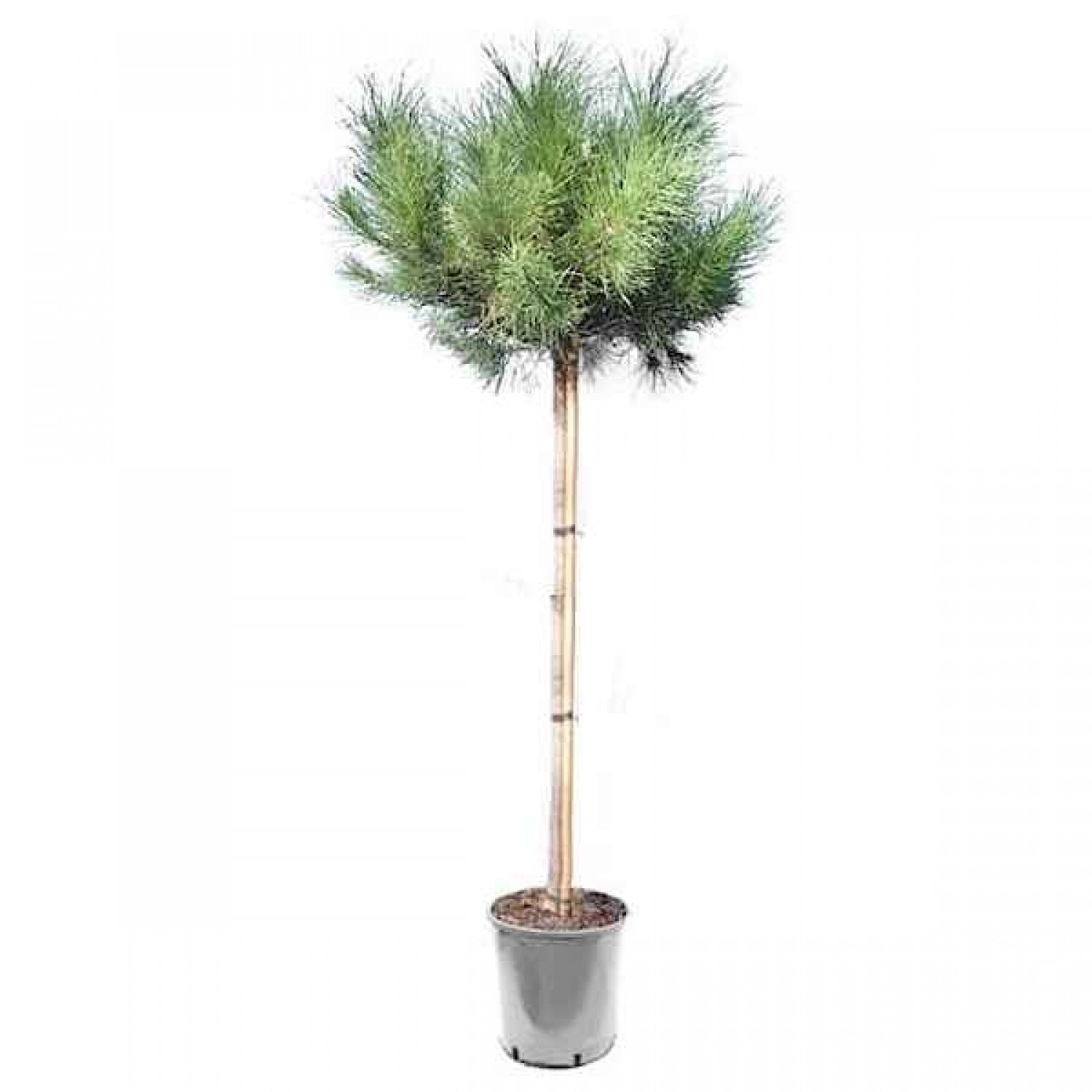 Aleppo Pine (Pinus halepensis) Conifer Tree - Large Coniferous Plants-Pines