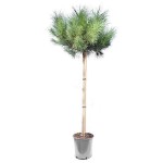 Aleppo Pine (Pinus halepensis) Conifer Tree - Large Coniferous Plants-Pines