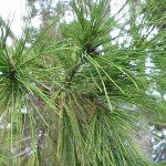 Aleppo Pine (Pinus halepensis) Conifer Tree - Large Coniferous Plants-Pines