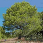 Aleppo Pine (Pinus halepensis) Conifer Tree - Large Coniferous Plants-Pines
