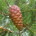 Aleppo Pine (Pinus halepensis) Conifer Tree - Large Coniferous Plants-Pines