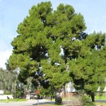 Aleppo Pine (Pinus halepensis) Conifer Tree - Large Coniferous Plants-Pines