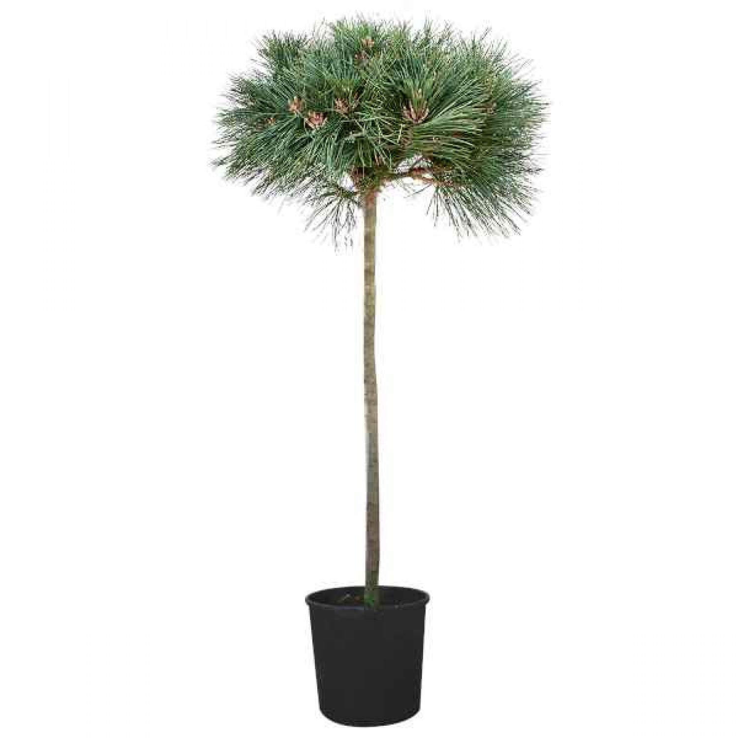 Μαύρο Πεύκο ή Μαυρόπευκο (Pinus nigra-Πεύκη μαύρη) Δέντρο Κωνοφόρο - Πεύκα
