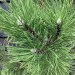 Μαύρο Πεύκο ή Μαυρόπευκο (Pinus nigra-Πεύκη μαύρη) Δέντρο Κωνοφόρο - Πεύκα