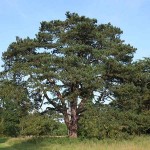 Μαύρο Πεύκο ή Μαυρόπευκο (Pinus nigra-Πεύκη μαύρη) Δέντρο Κωνοφόρο - Πεύκα