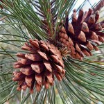 Μαύρο Πεύκο ή Μαυρόπευκο (Pinus nigra-Πεύκη μαύρη) Δέντρο Κωνοφόρο - Πεύκα