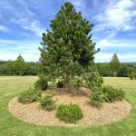 Μαύρο Πεύκο ή Μαυρόπευκο (Pinus nigra-Πεύκη μαύρη) Δέντρο Κωνοφόρο - Πεύκα