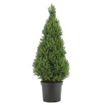 Πικέα Γλαυκή Κωνική (Picea glauca 'Conica')