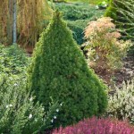 Πικέα Γλαυκή Κωνική (Picea glauca 'Conica')