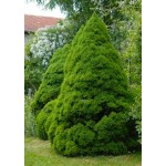 Πικέα Γλαυκή Κωνική (Picea glauca 'Conica')